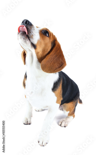 beagle dog isolated on white background