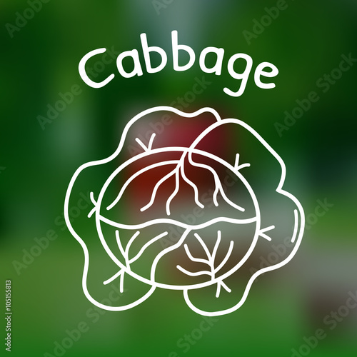 Thin line cabbage icon