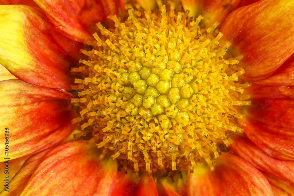 yellow vibrant auburn Chrysanthemums bouquet suited yellow vibrant auburn Chrysanthemums bouquet suited