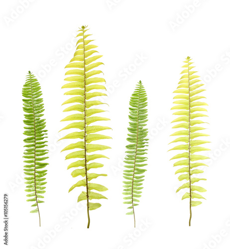 leaf fern isolated on white background