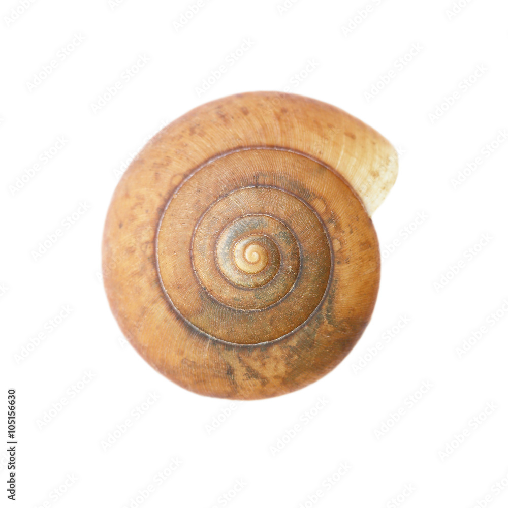 One old snail shell isolated on white One old snail shell isolated on white