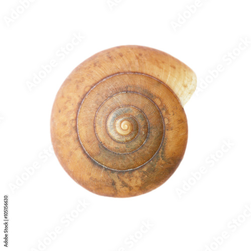 One old snail shell isolated on white
