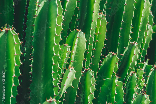 Fotografie Green Cactus closeup