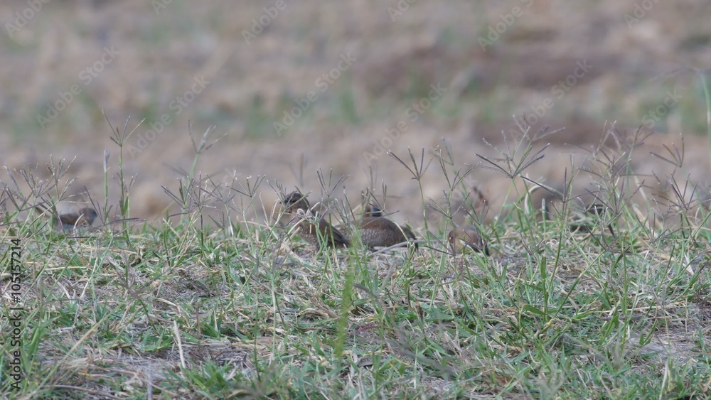 Scaly-breasted Munia birds are eating the grass seed on the ground Scaly-breasted Munia birds are eating the grass seed on the ground