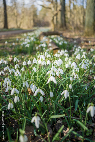 Fototapeta Naklejka Na Ścianę i Meble -  Bunch of Snowflake or Snowdrop flower in bloom.