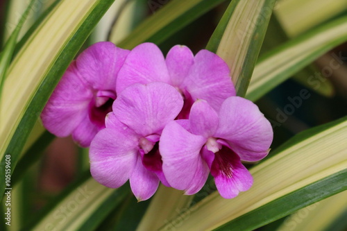 background pink  orchid