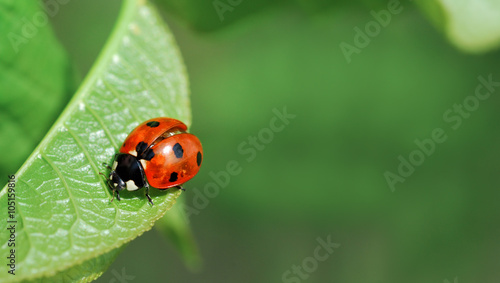 Ladybird on leaf © AKS