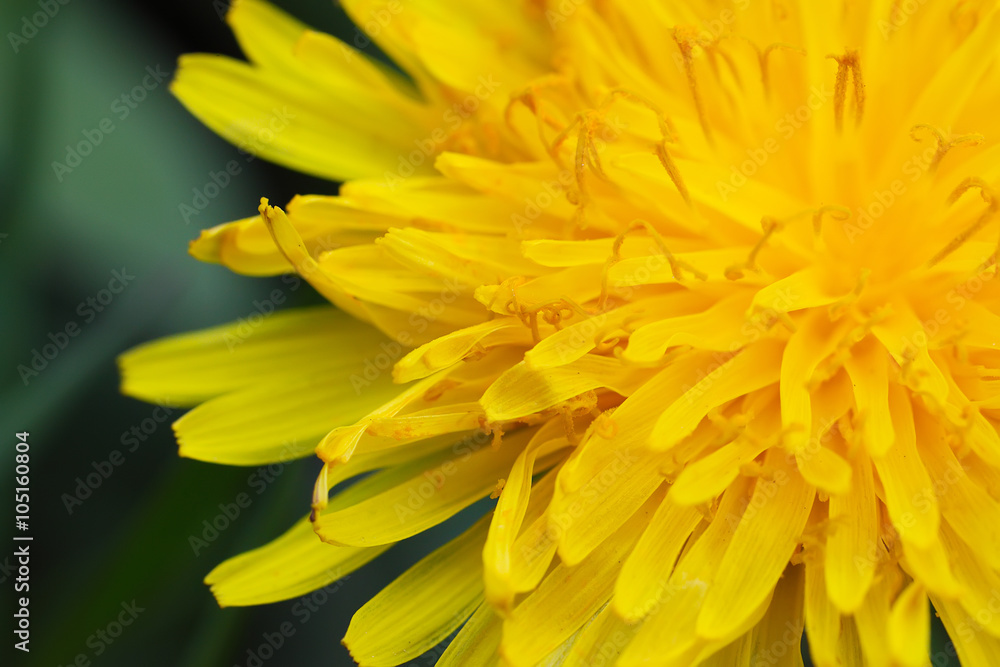 Fototapeta premium Blooming dandelion on green meadow