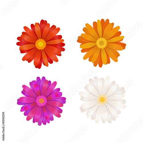 Set of colourful gerbera flowers on white