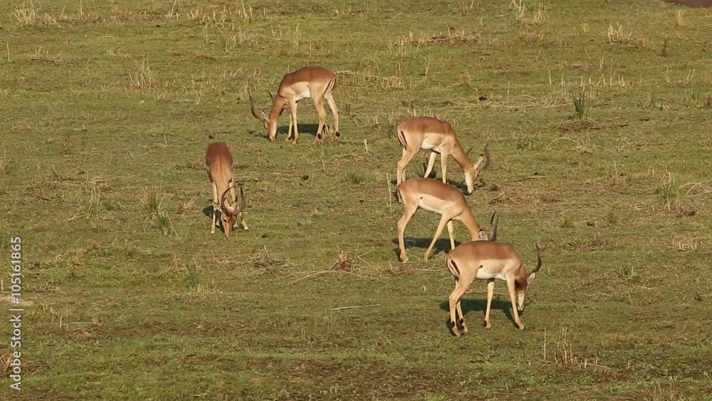 Impala antelopes (Aepyceros melampus) grazing, Kruger National Park, South Africa Impala antelopes (Aepyceros melampus) grazing, Kruger National Park, South Africa