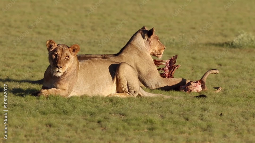 African lions (Panthera leo) guarding their prey, Kalahari, South Africa African lions (Panthera leo) guarding their prey, Kalahari, South Africa