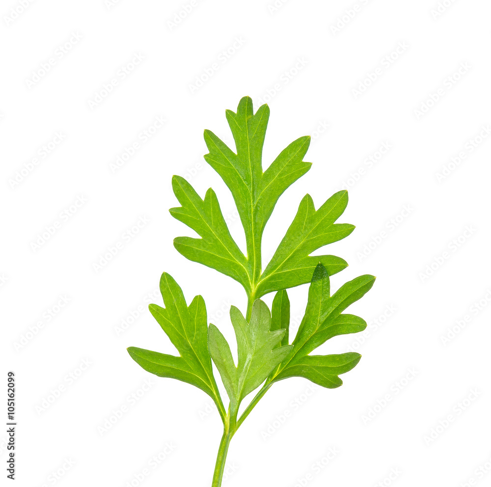 Coriander leaf isolated on the white background Coriander leaf isolated on the white background