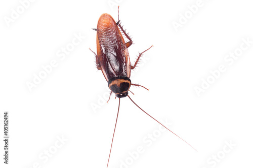 cockroach on white background © napatcha