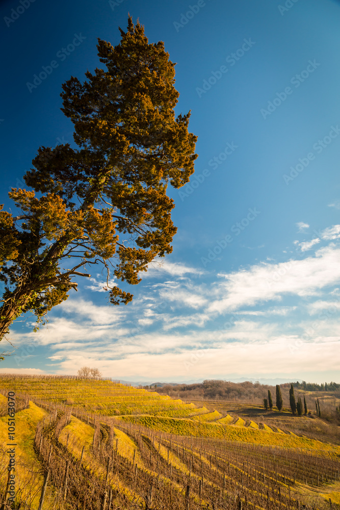 Naklejka premium Vineyard in late winter