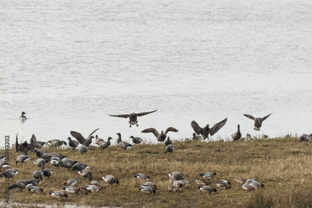 Variety of birds on shore including Canada Goose, Widgeon and Te