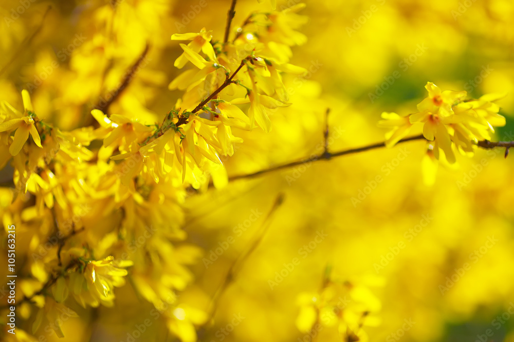 Detail of yellow forsythia blossom Detail of yellow forsythia blossom