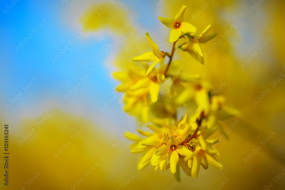 Detail of yellow forsythia blossom Detail of yellow forsythia blossom