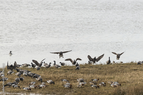 Variety of birds on shore including Canada Goose, Widgeon and Te © veneratio