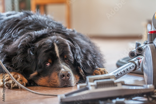 Hund chillt und lässt sich von einem Staubsauger nicht aus der Ruhe bringen photo