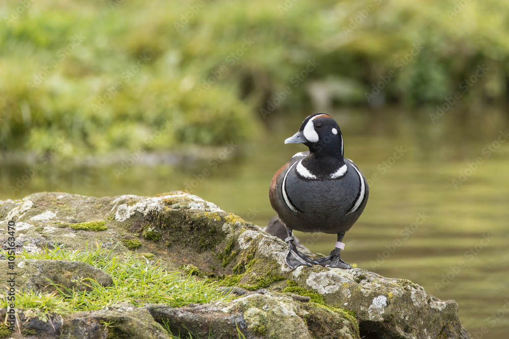 Obraz premium Portrait of Harlequin Duck Histrionicus Histrionicus