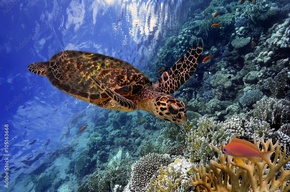 Obraz premium colorful coral reef with many fishes and sea turtle