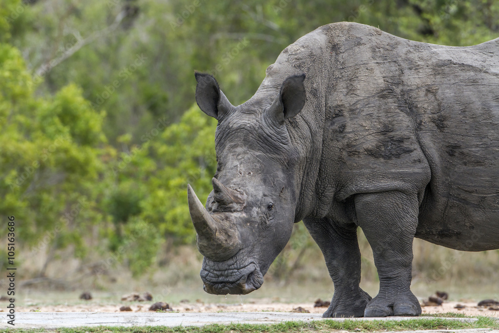 Fototapeta premium Southern white rhinoceros in Kruger National park, South Africa