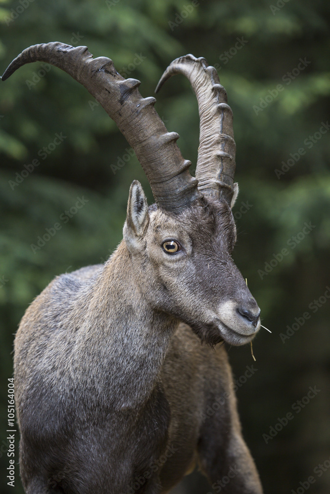 Portrait of an alpine ibex steinbock