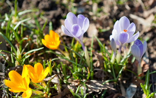 Crocuses in sunny spring day