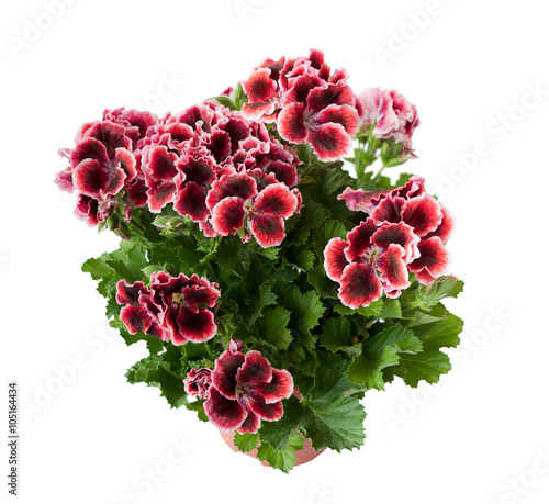 Billede på lærred Beautiful pelargonium in a flowerpot, isolated on white background