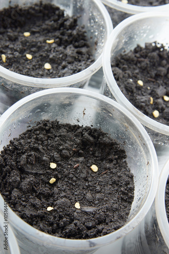 Planting seeds for seedlings