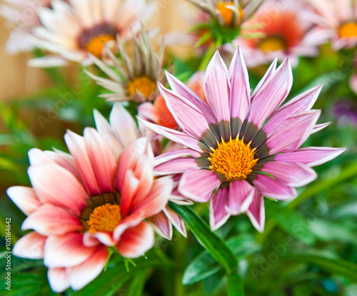 Tableau sur toile Gazania