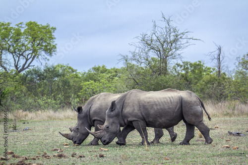 Southern white rhinoceros in Kruger National park  South Africa