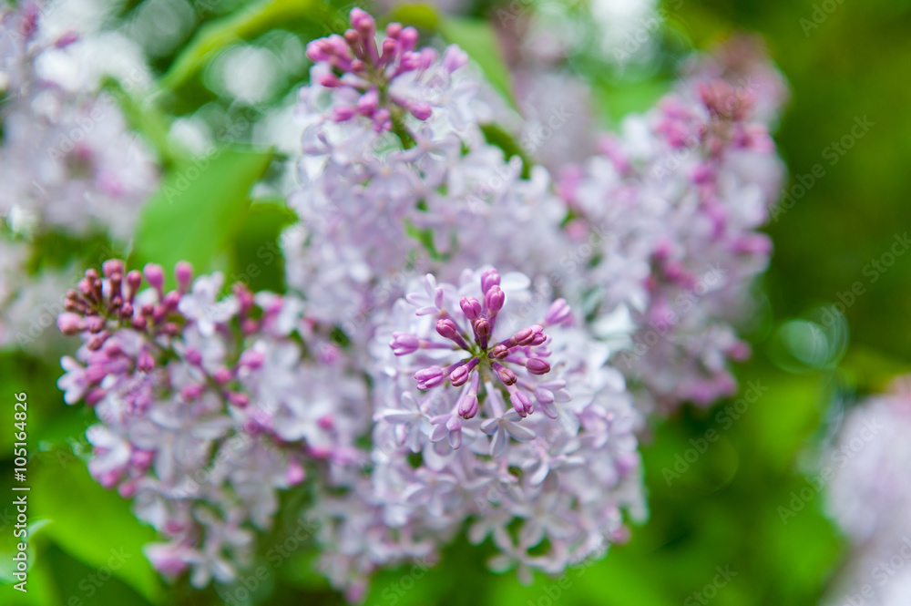 Lilac, close up Lilac, close up
