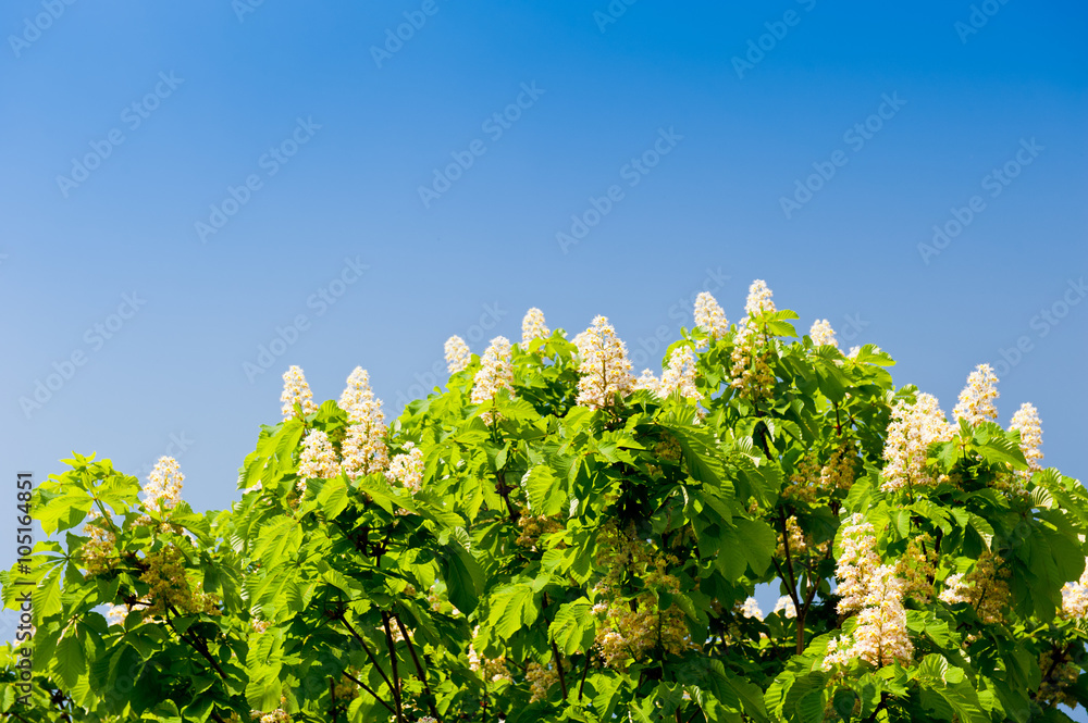 Flowers of chestnut against blue sky