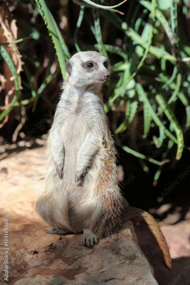 Fototapeta premium suricata