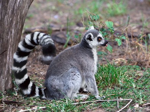 lemur