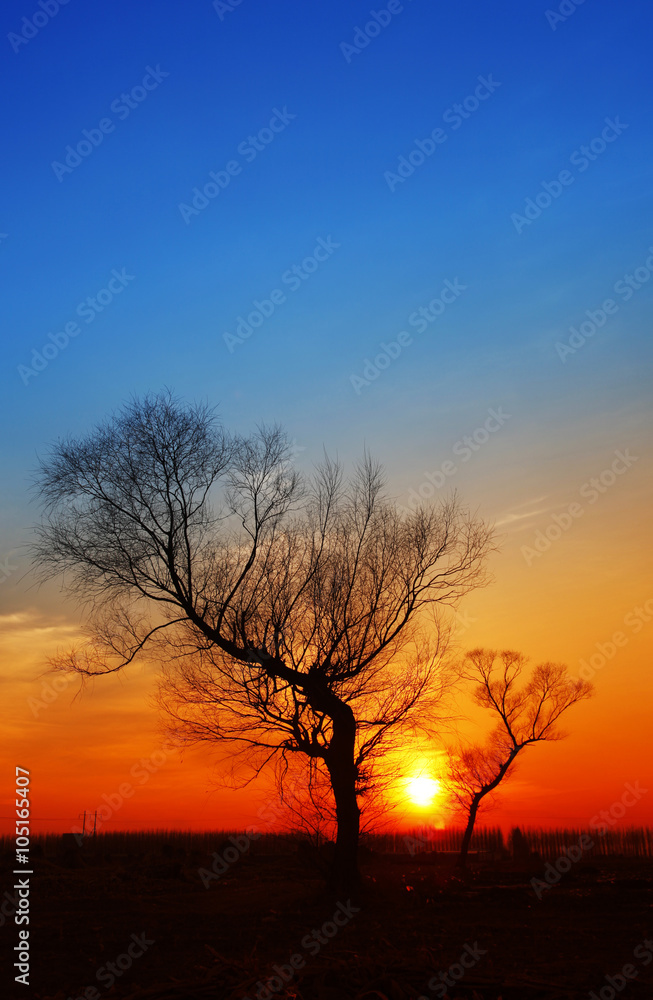 In the evening, the tree silhouette, very beautiful In the evening, the tree silhouette, very beautiful