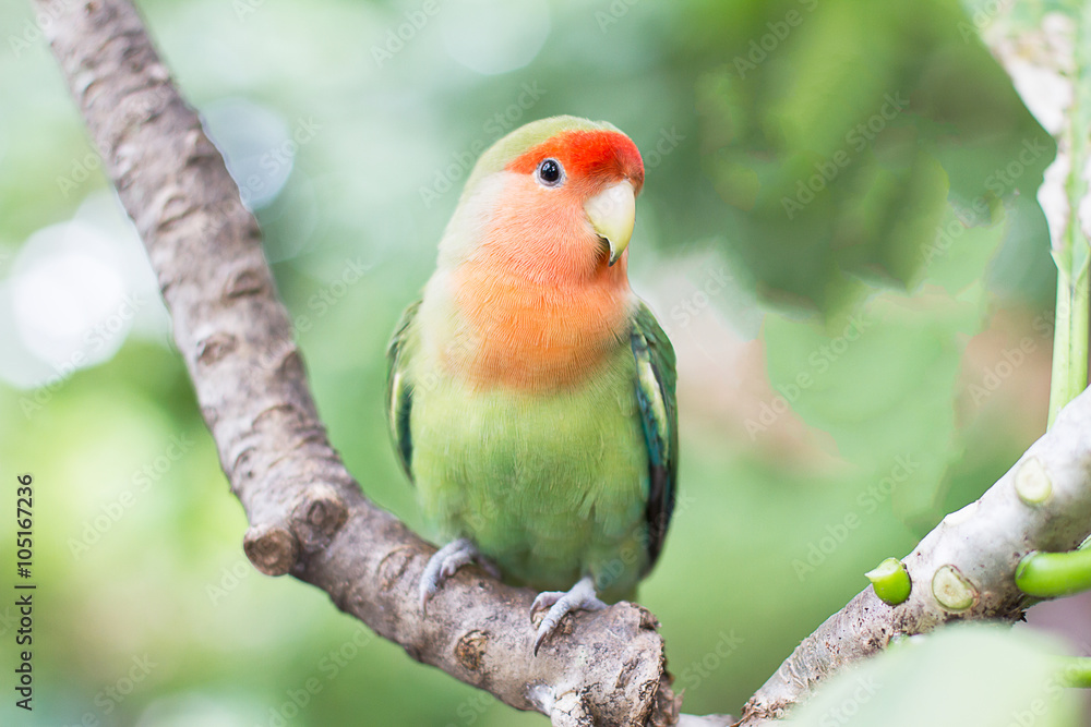 Fototapeta premium Green with orange faced lovebird standing on the tree in the gar