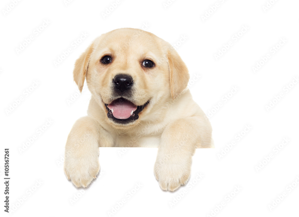 labrador puppy peeking labrador puppy peeking