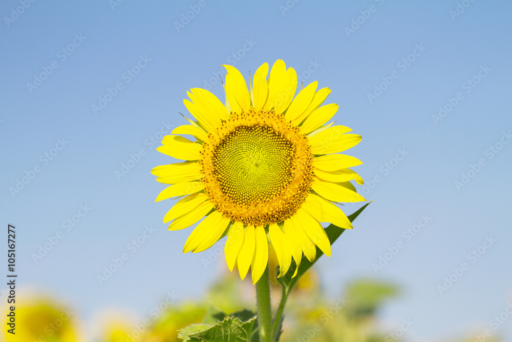 Sun flower on blurred blue sky background Sun flower on blurred blue sky background