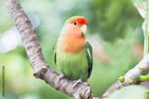Green with orange faced lovebird standing on the tree in the gar