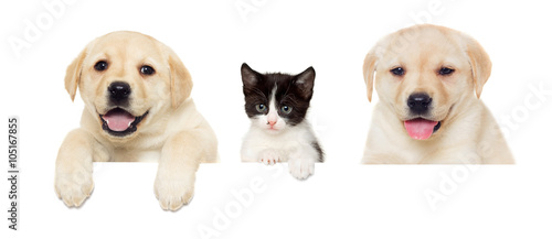 kitten and puppy Labrador peeps