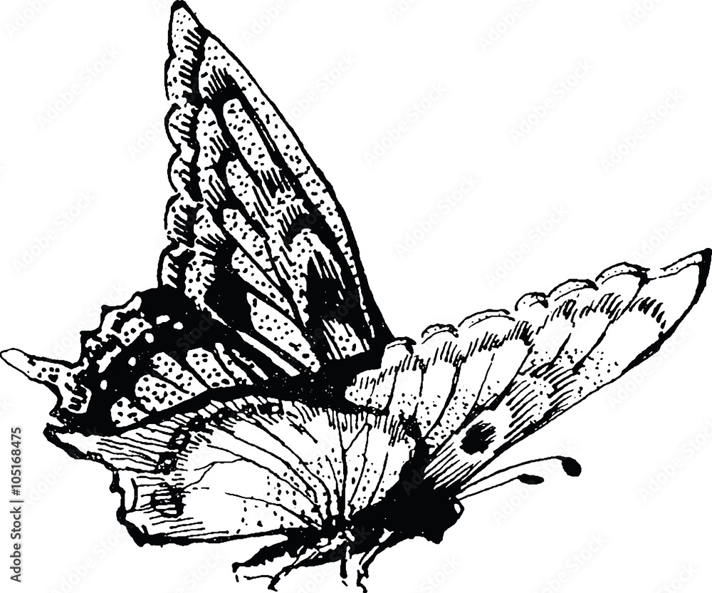Obraz premium Vintage drawing butterfly