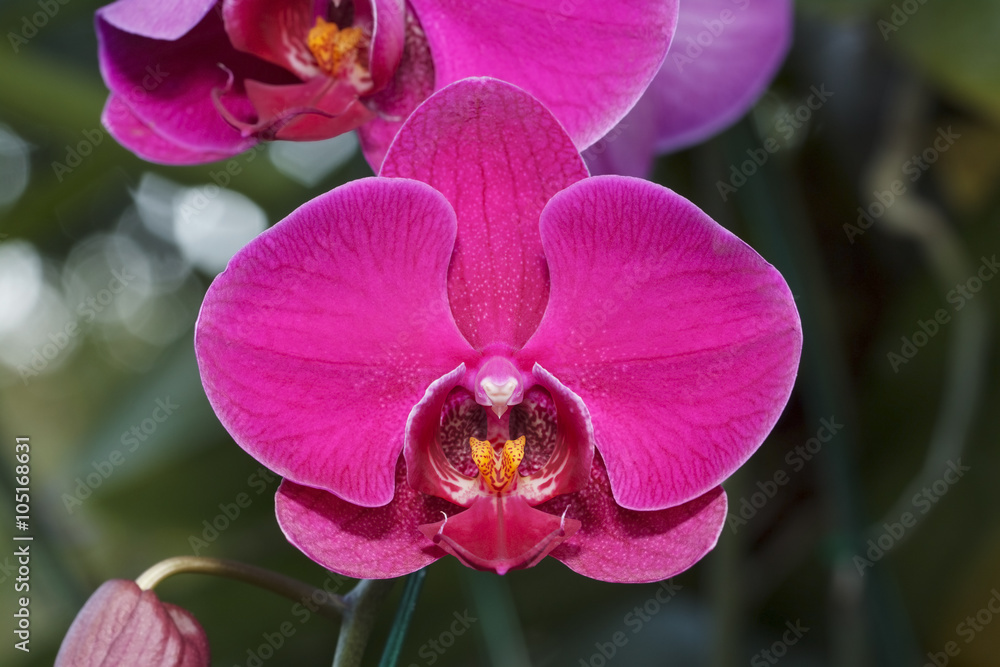 Obraz premium Purple orchid for pattern