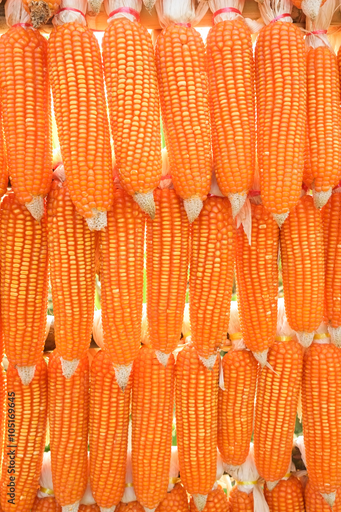 Fototapeta premium dried corn hung up outside rural house in Thailand