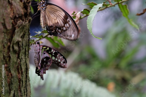 Farbiger Trophischer Schmetterling amTrocknen