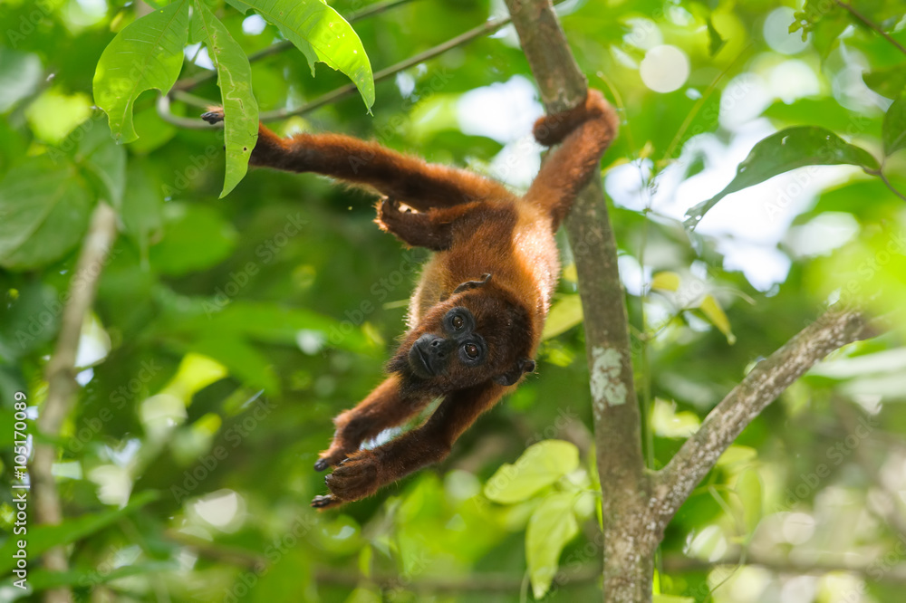 Obraz premium Red Howler Monkey