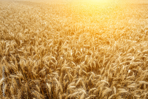 The mature wheat fields in the harvest season