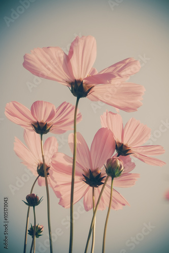 flowers with filter effect retro vintage style © Nattapol_Sritongcom