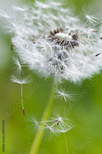 dandelion